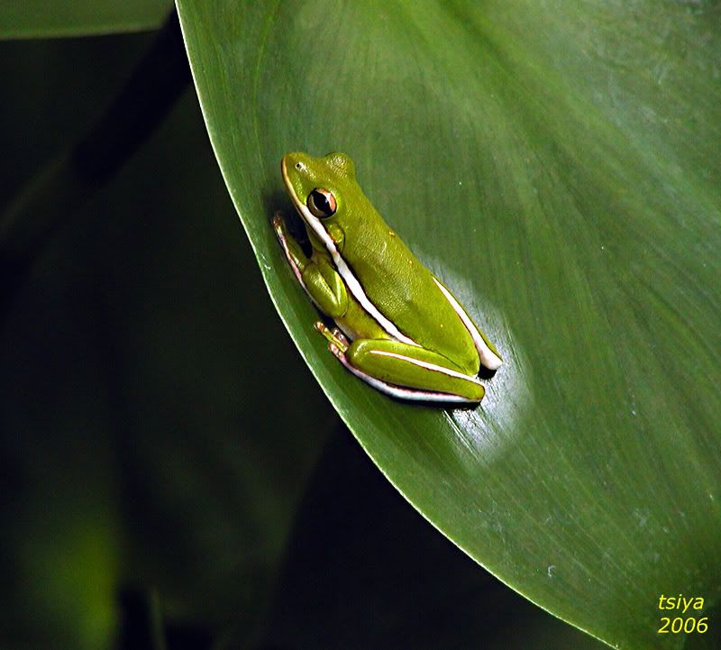 Salmonella outbreak linked to pet frogs